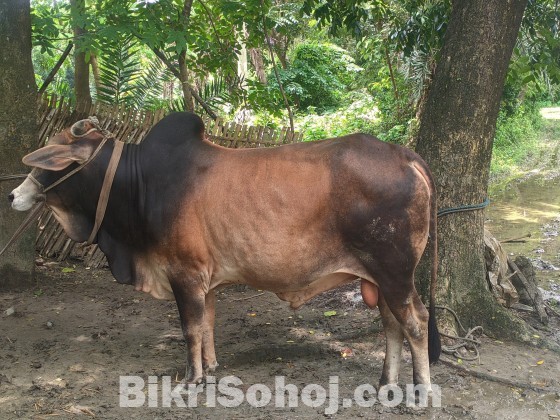 দেশি শাহিয়াল